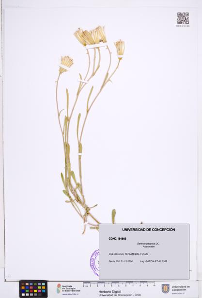 Senecio gayanus [Espécimen: ]