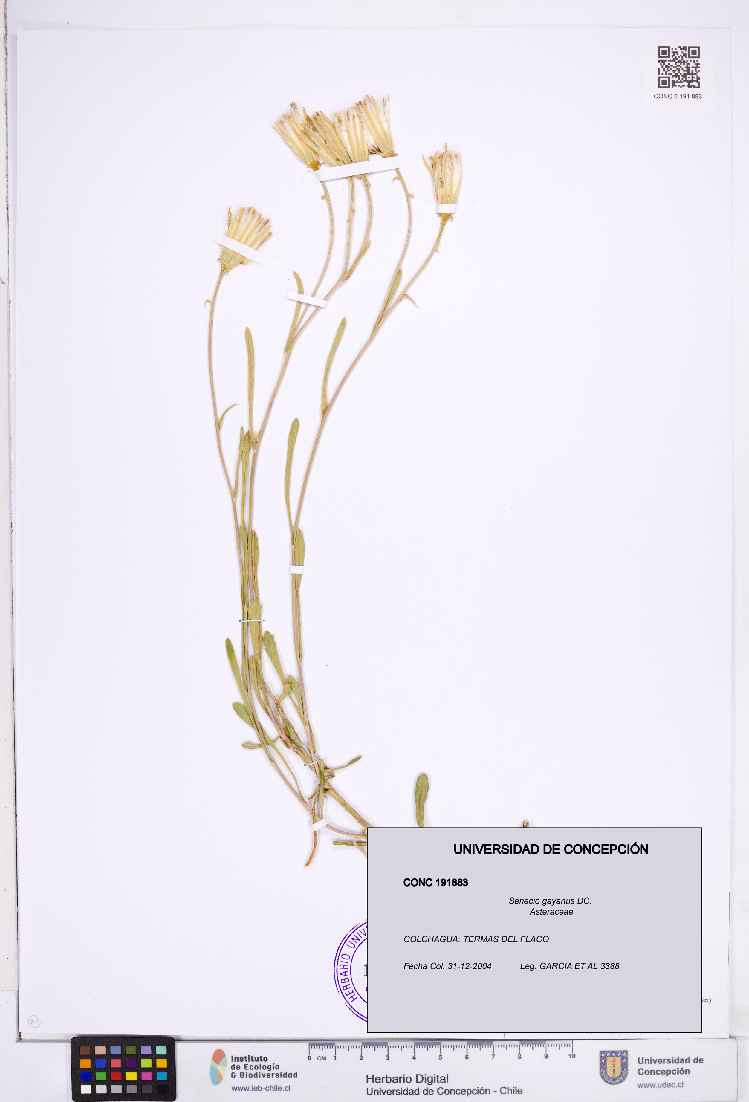 Senecio gayanus [Espécimen: ]