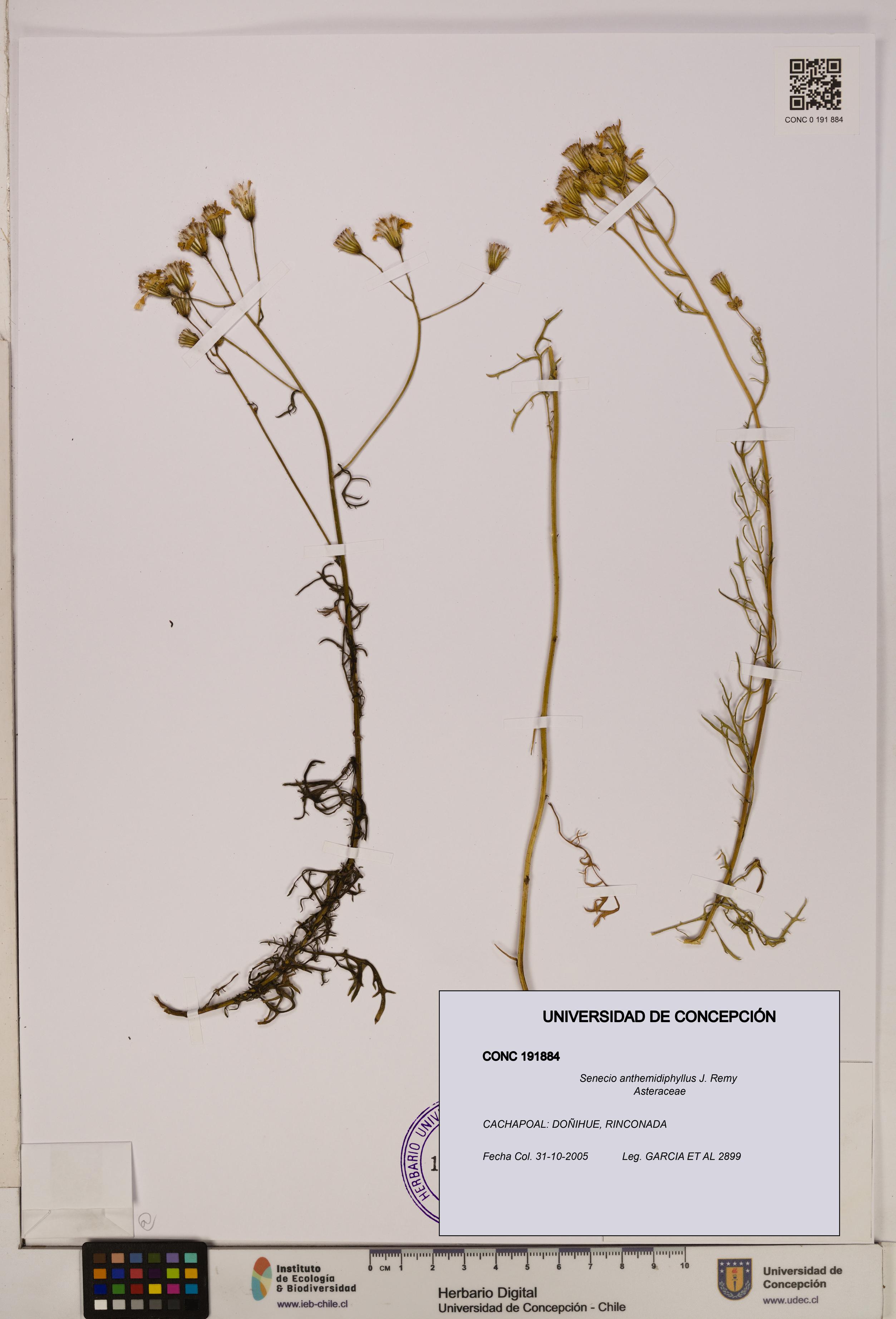 Senecio anthemidiphyllus [Espécimen: UDEC:CONC:0191884]