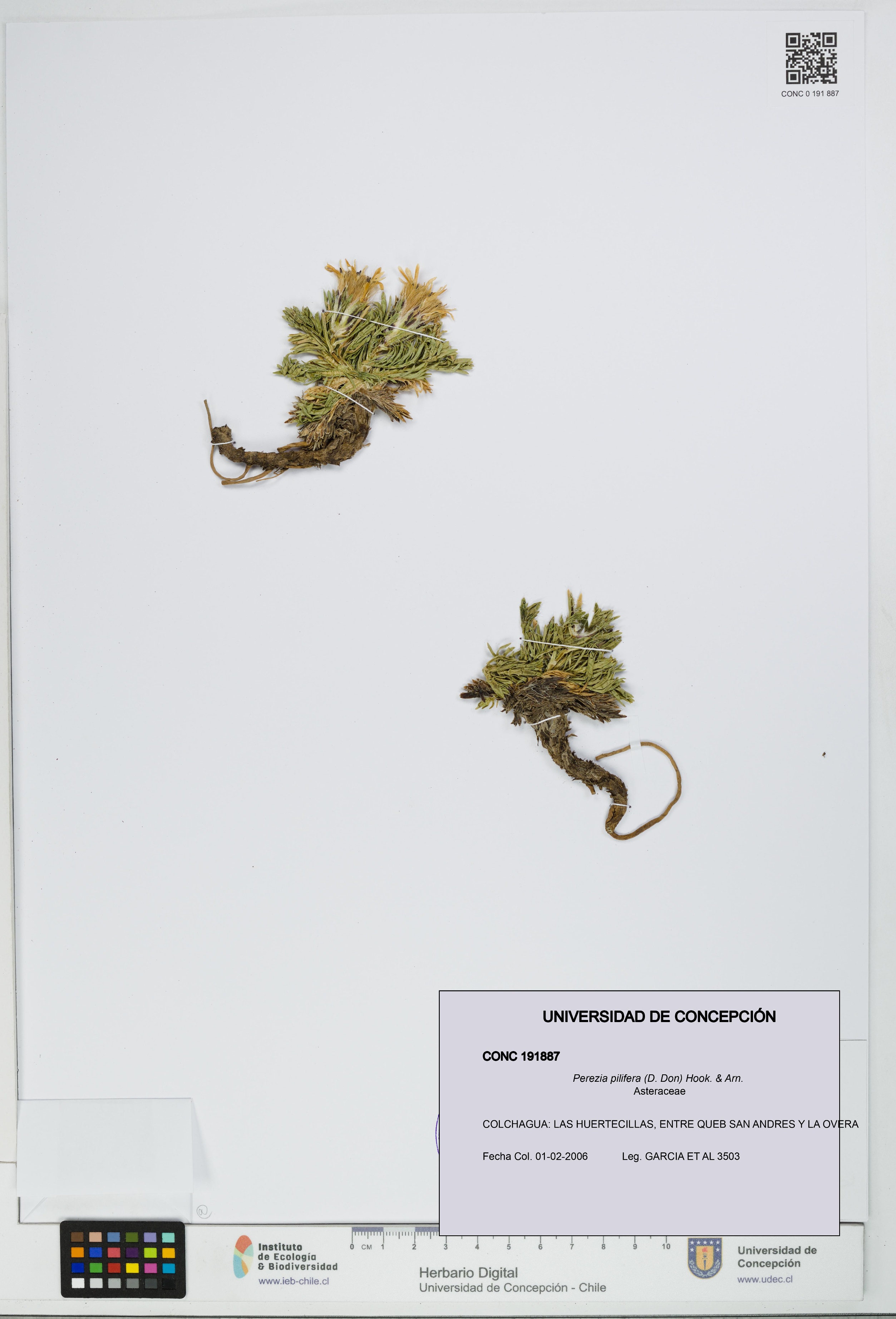 Perezia pilifera [Espécimen: UDEC:CONC:0191887]