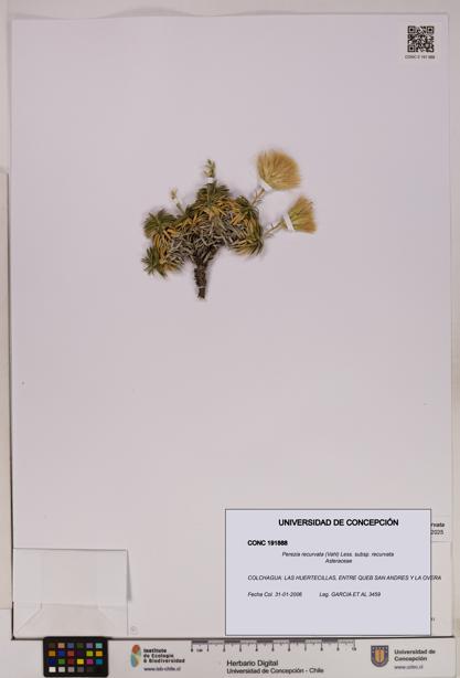 Perezia recurvata subsp. recurvata [Espécimen: UDEC:CONC:0191888]