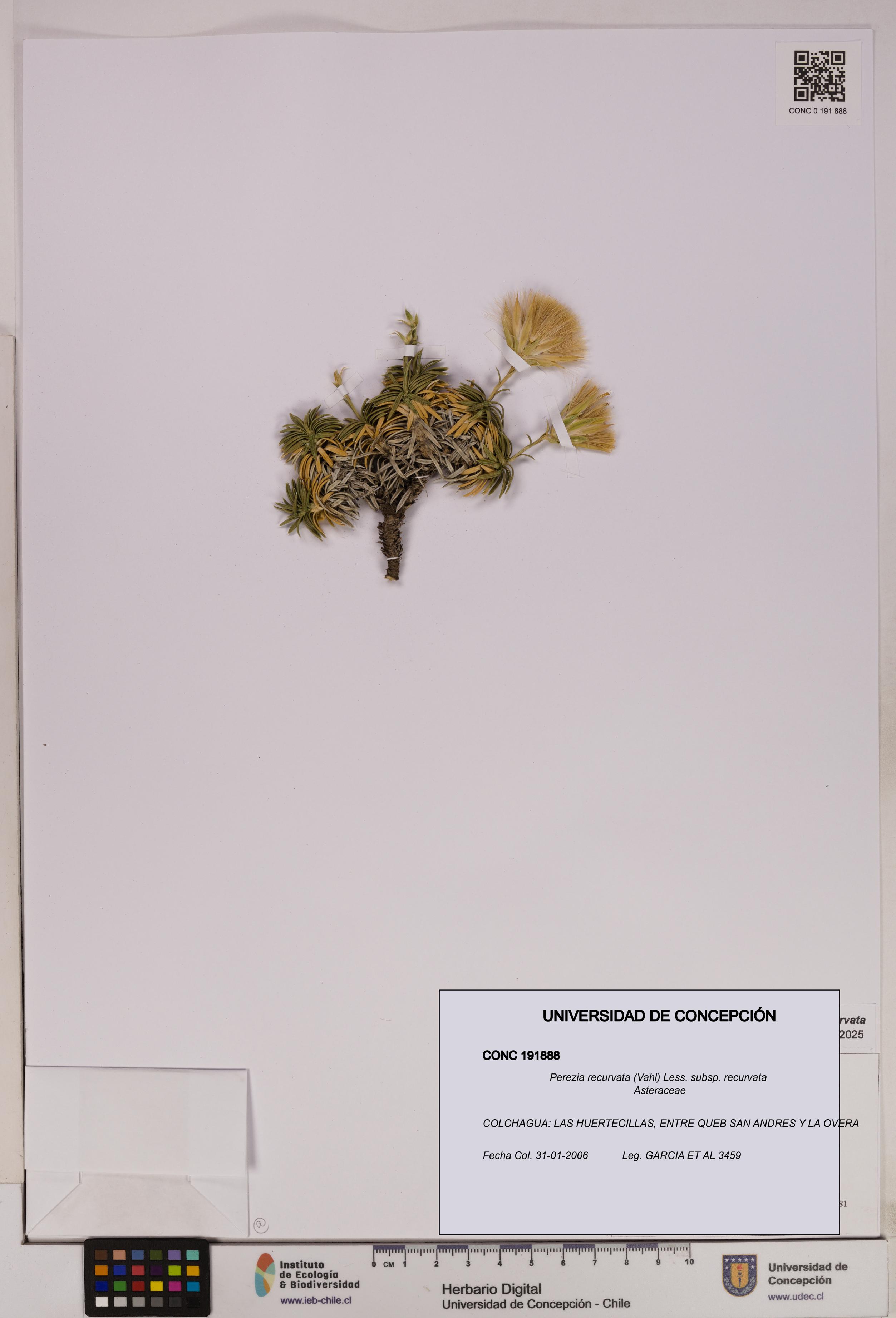 Perezia recurvata subsp. recurvata [Espécimen: UDEC:CONC:0191888]
