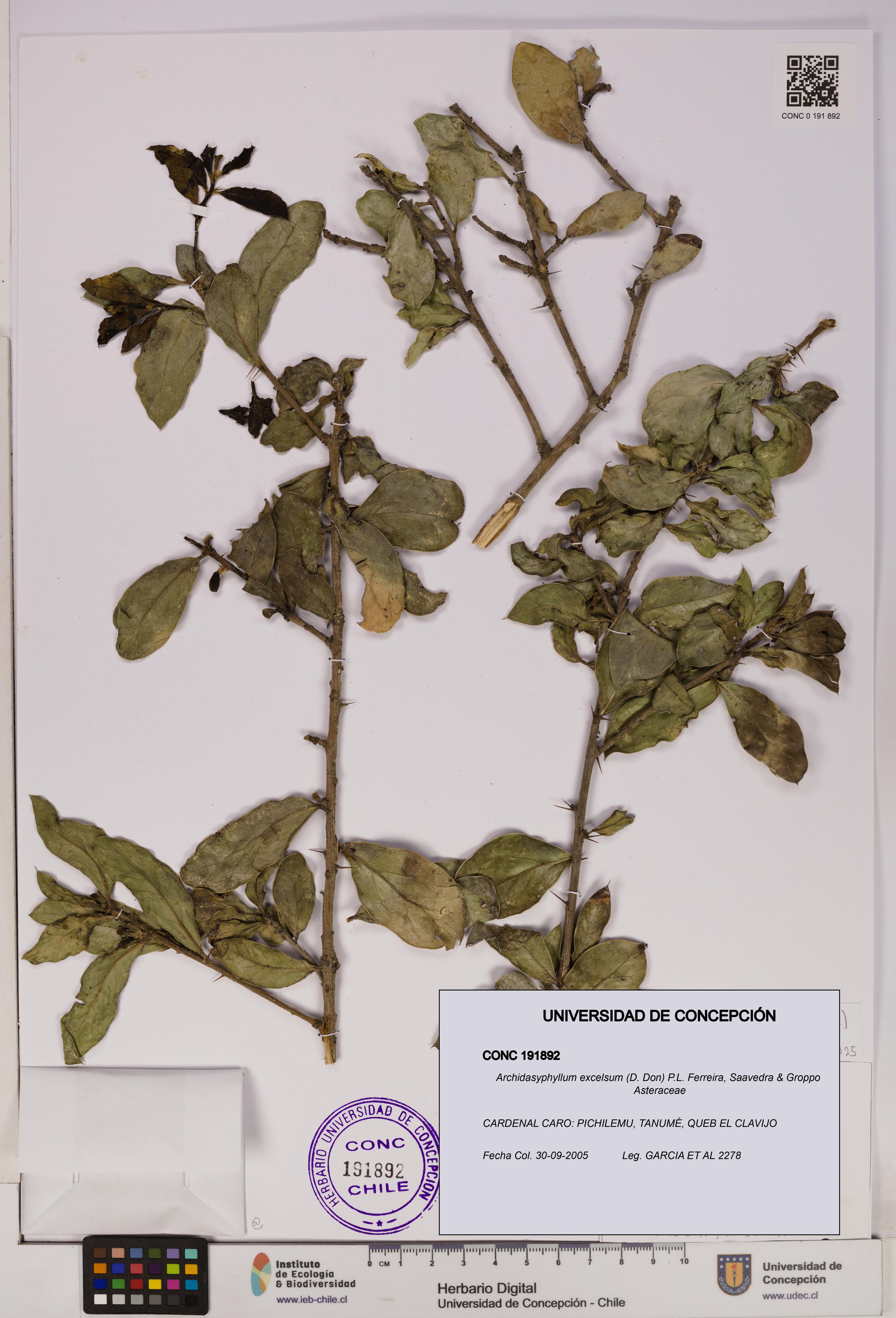 Archidasyphyllum excelsum [Espécimen: UDEC:CONC:0191892]