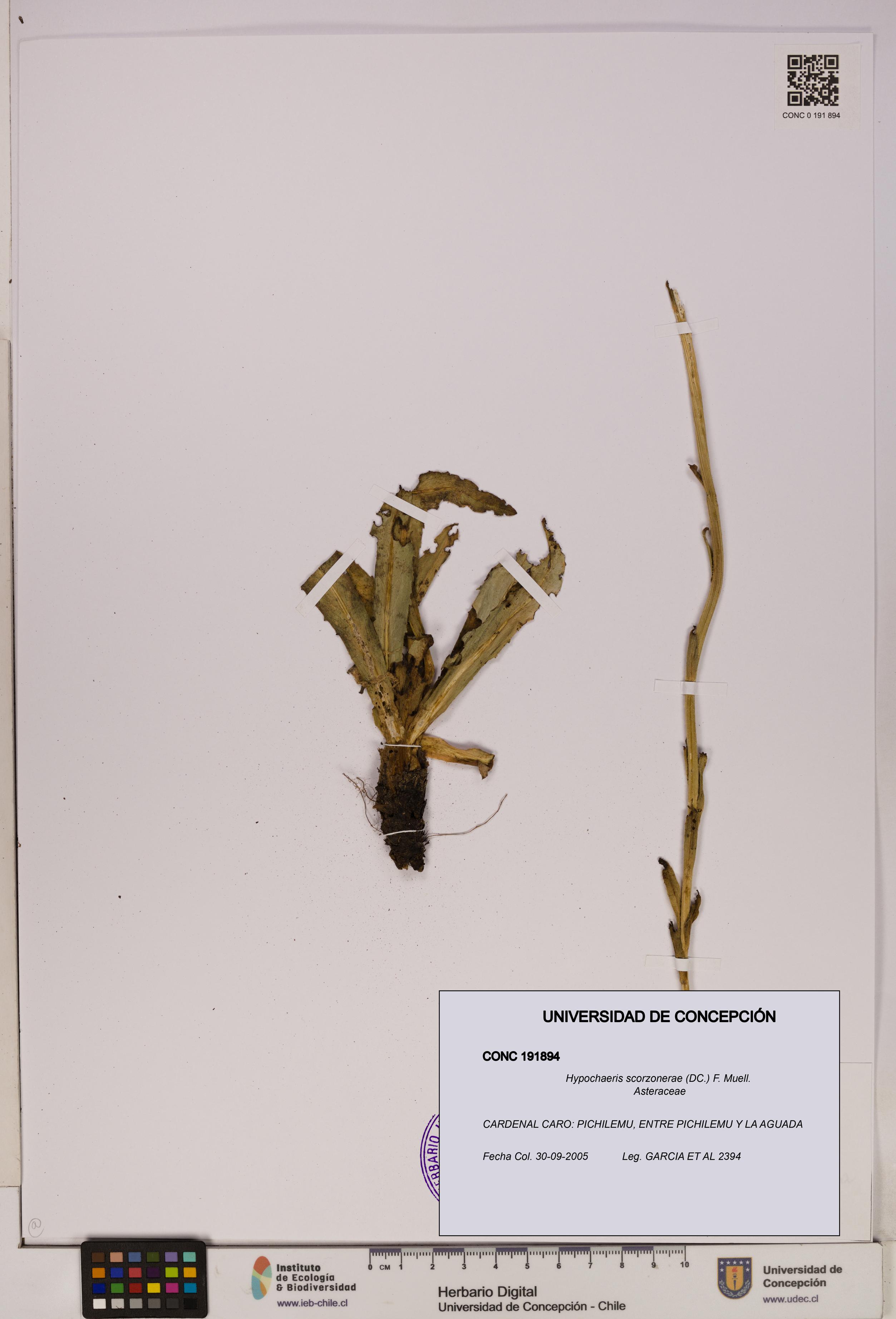 Hypochaeris scorzonerae [Espécimen: UDEC:CONC:0191894]