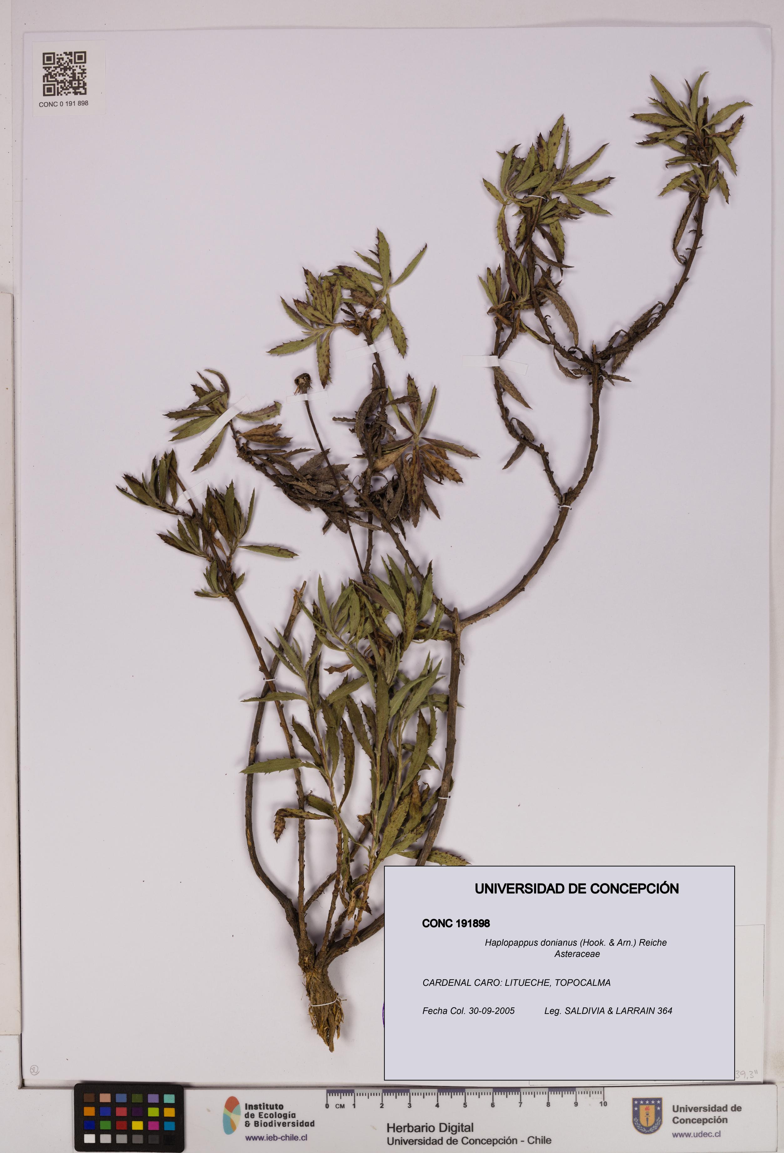 Haplopappus donianus [Espécimen: UDEC:CONC:0191898]
