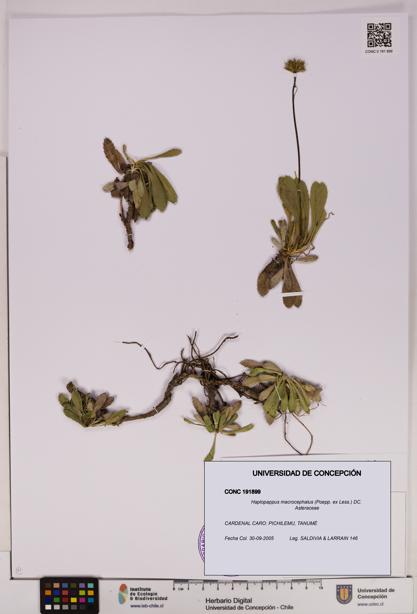 Haplopappus macrocephalus [Espécimen: UDEC:CONC:0191899]