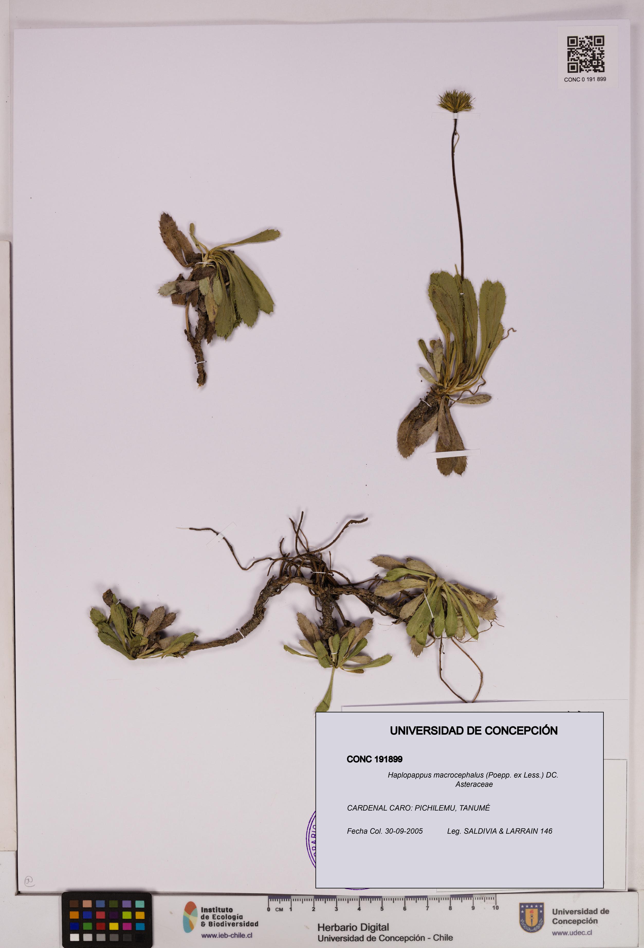 Haplopappus macrocephalus [Espécimen: UDEC:CONC:0191899]