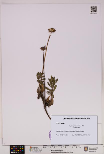 Haplopappus uncinatus [Espécimen: UDEC:CONC:0191901]