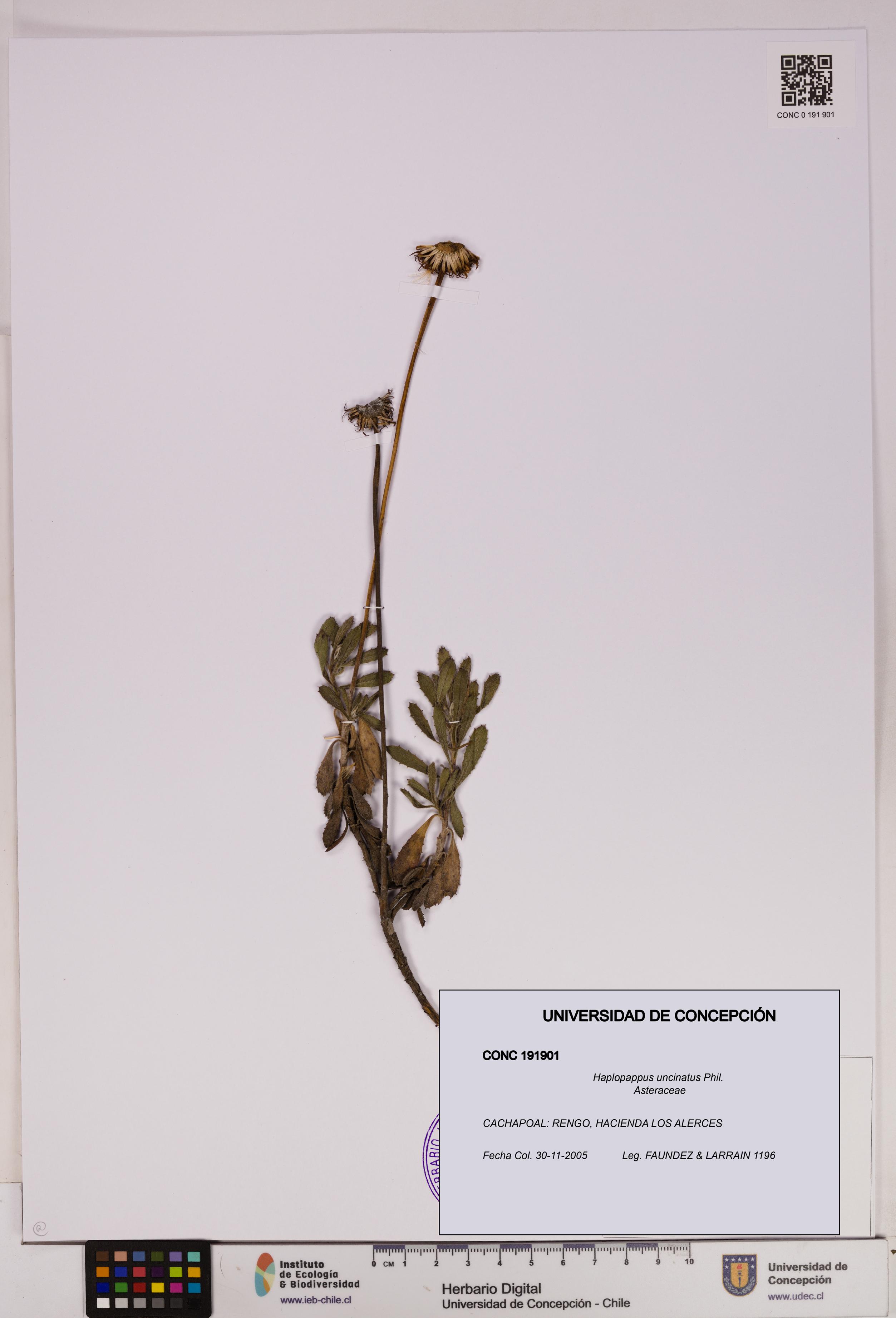 Haplopappus uncinatus [Espécimen: UDEC:CONC:0191901]
