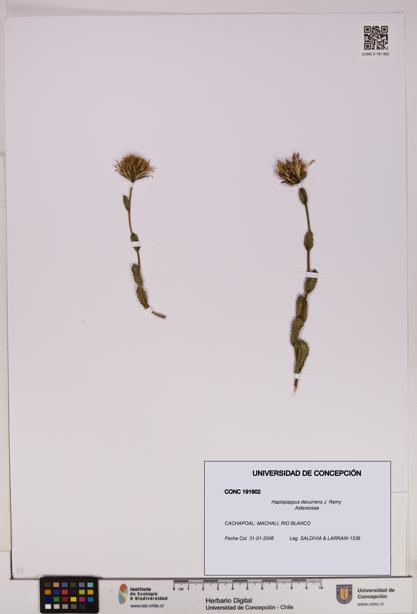 Haplopappus decurrens [Espécimen: UDEC:CONC:0191902]