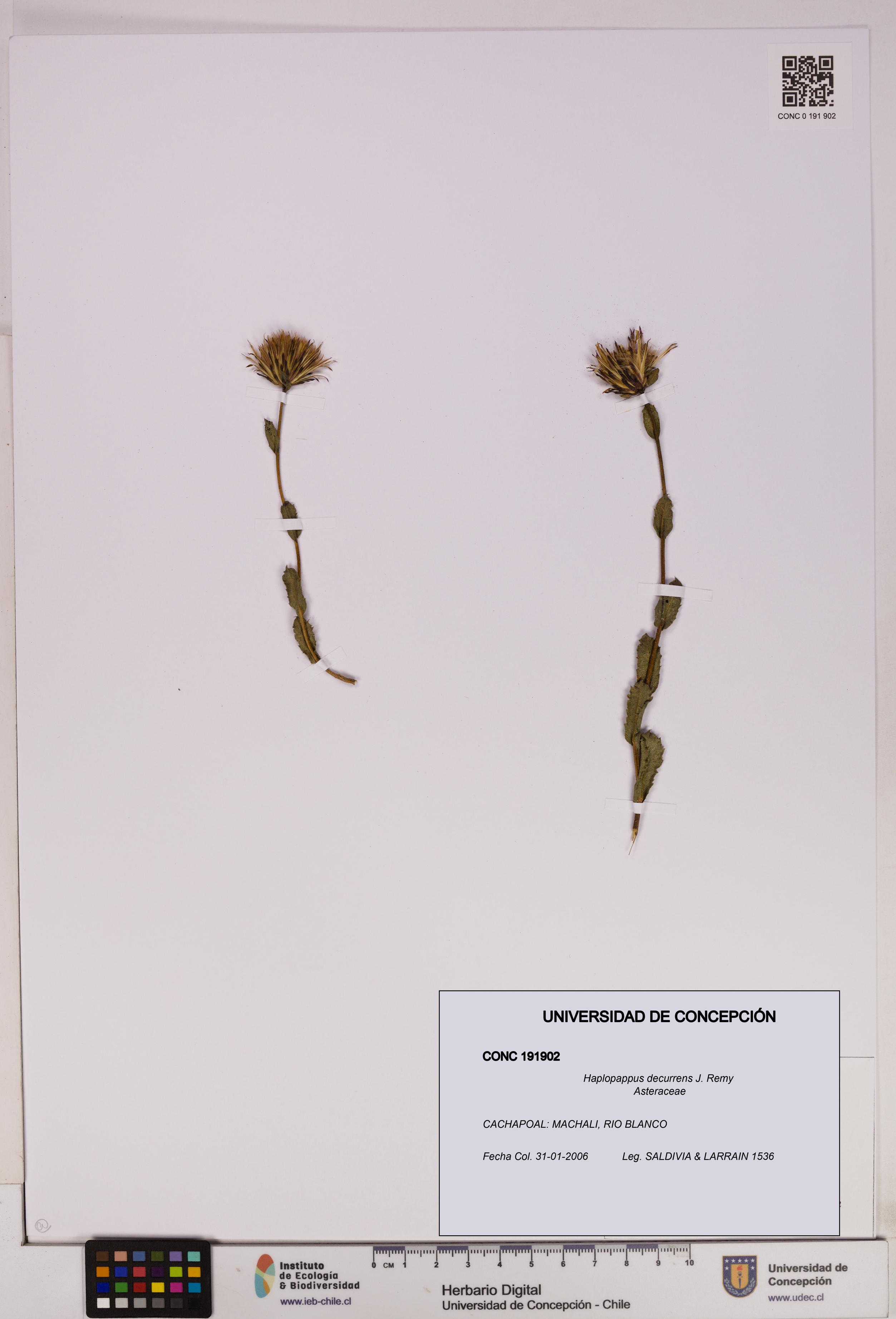 Haplopappus decurrens [Espécimen: UDEC:CONC:0191902]