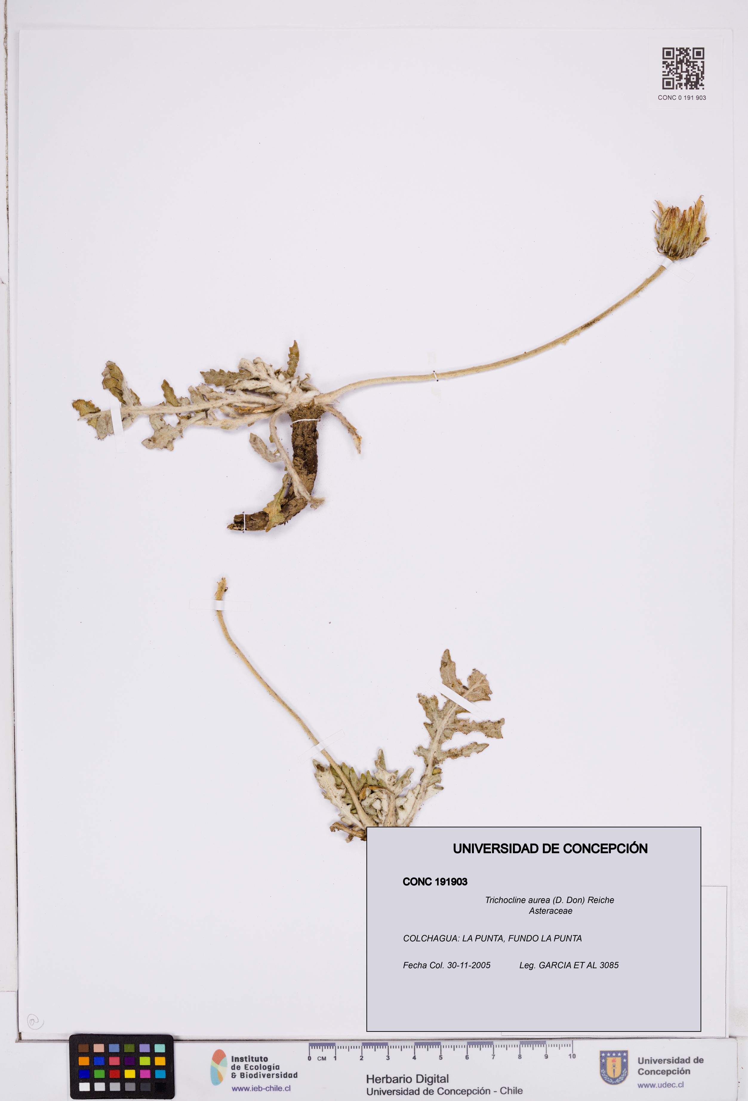 Trichocline aurea [Espécimen: ]