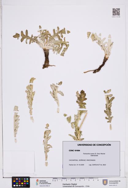Trichocline aurea [Espécimen: ]