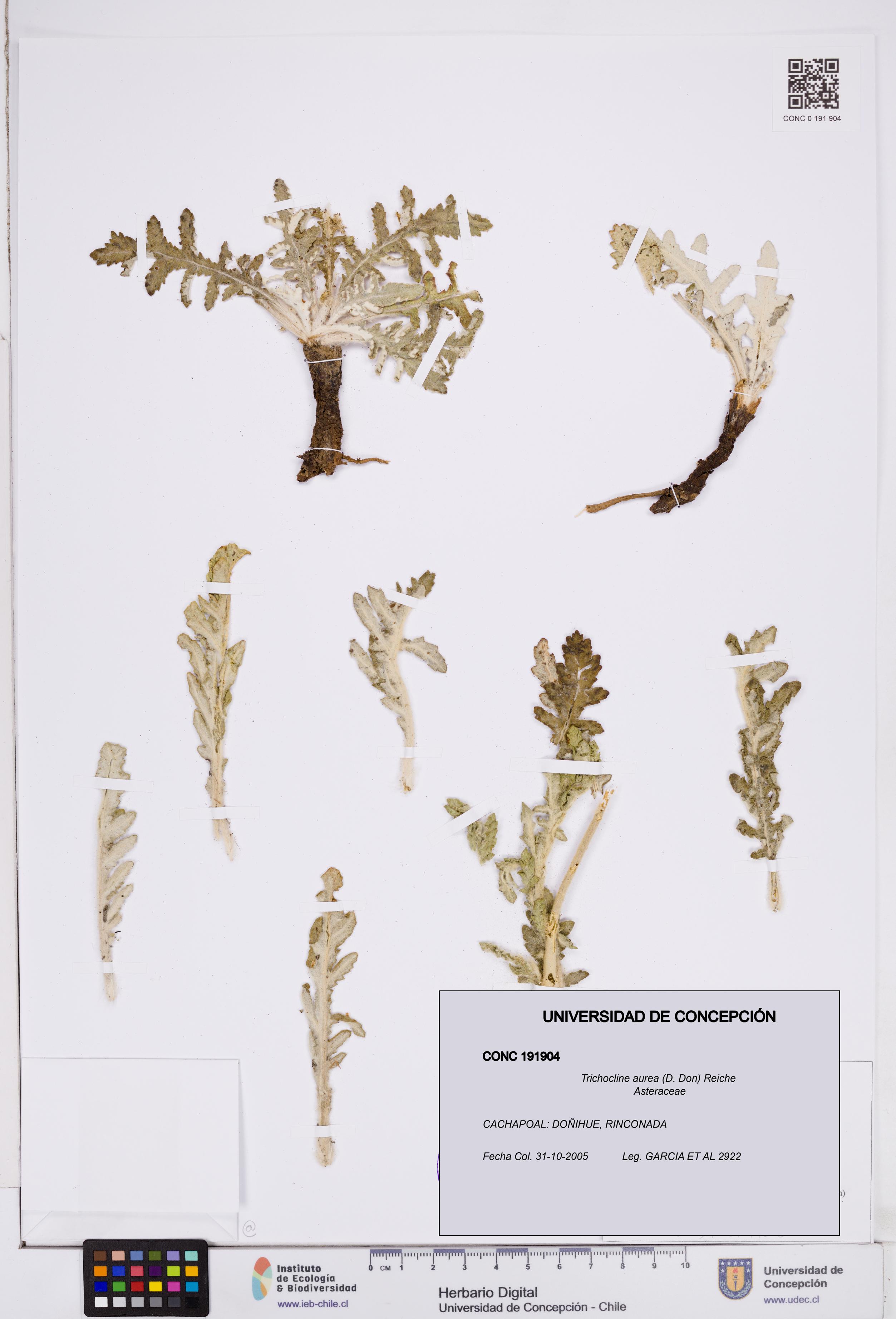 Trichocline aurea [Espécimen: ]
