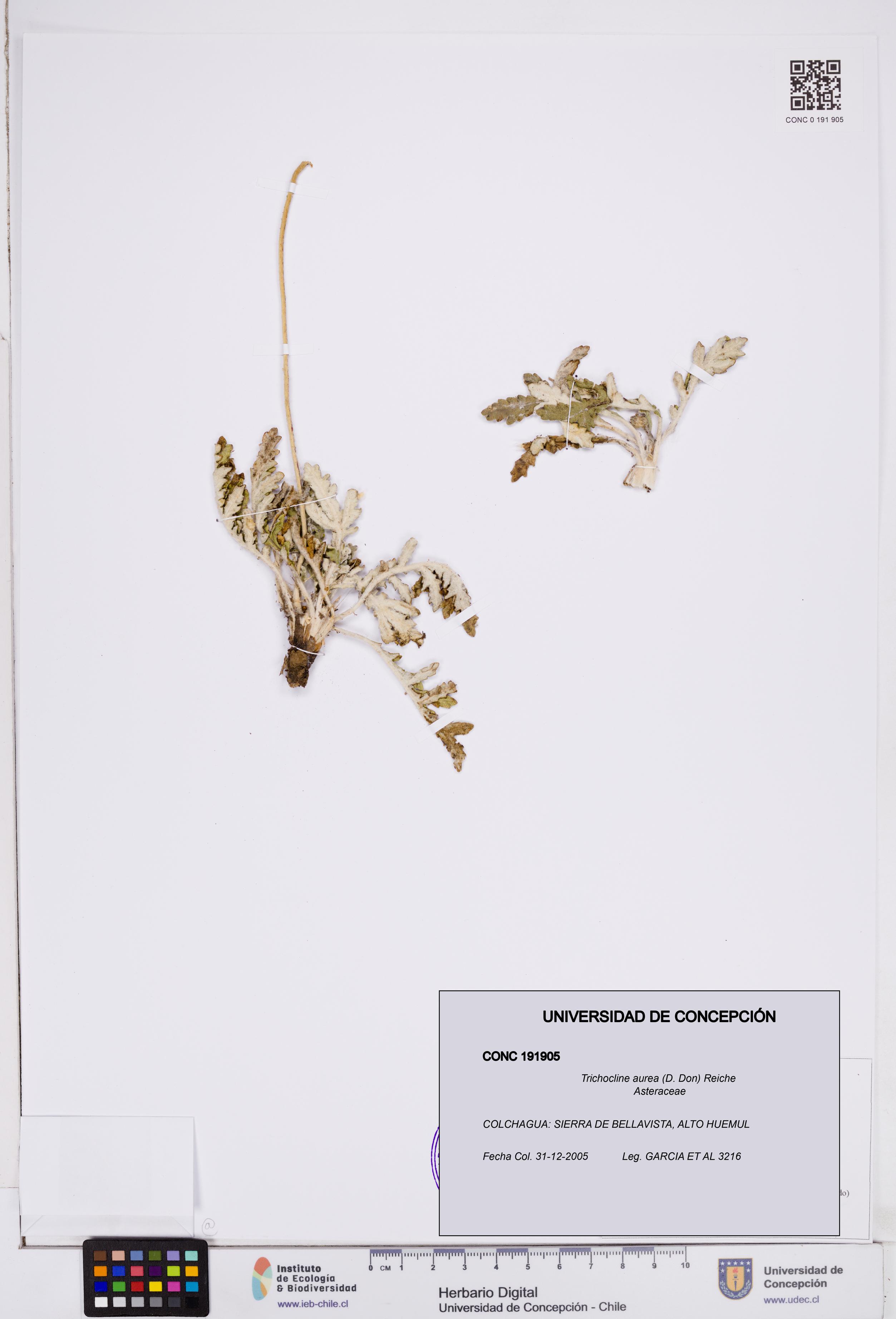 Trichocline aurea [Espécimen: ]