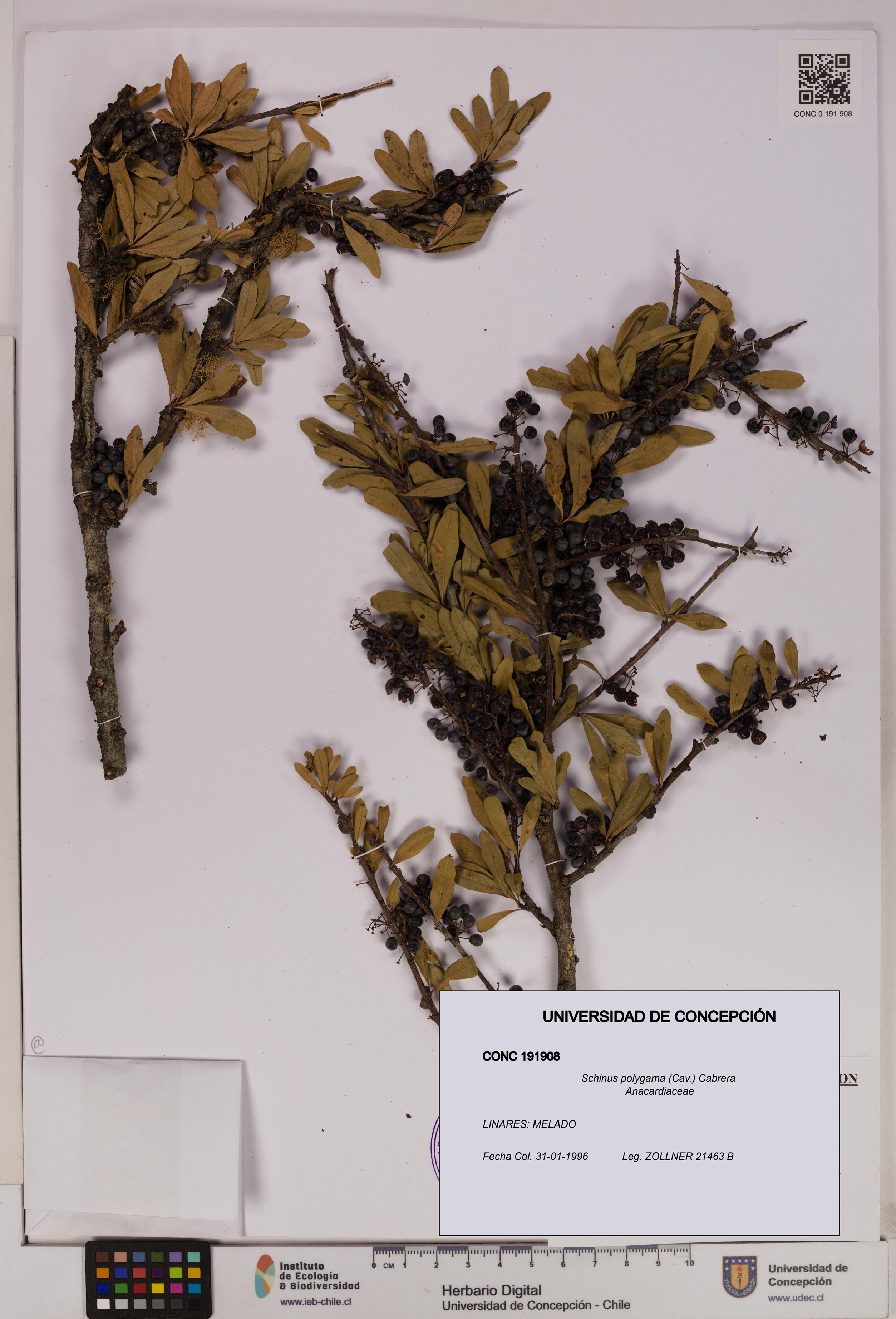 Schinus polygama [Espécimen: UDEC:CONC:0191908]