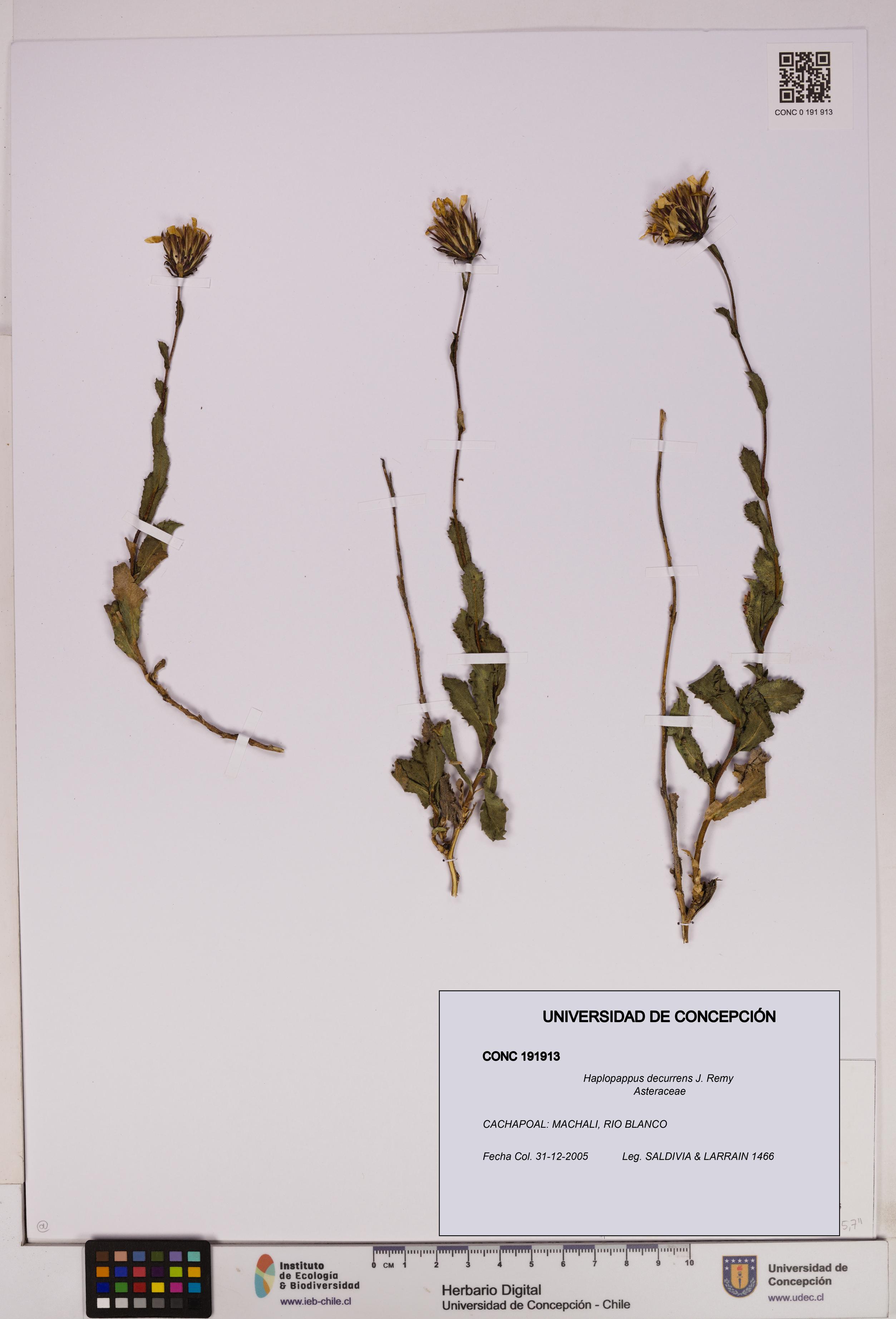 Haplopappus decurrens [Espécimen: UDEC:CONC:0191913]