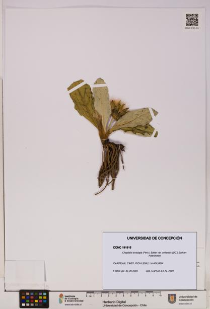 Chaptalia exscapa var. chilensis [Espécimen: UDEC:CONC:0191915]