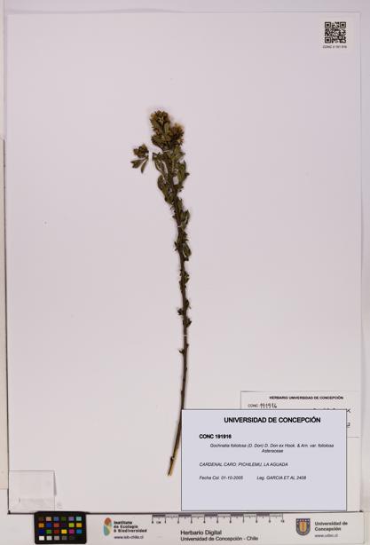 Gochnatia foliolosa var. foliolosa [Espécimen: UDEC:CONC:0191916]