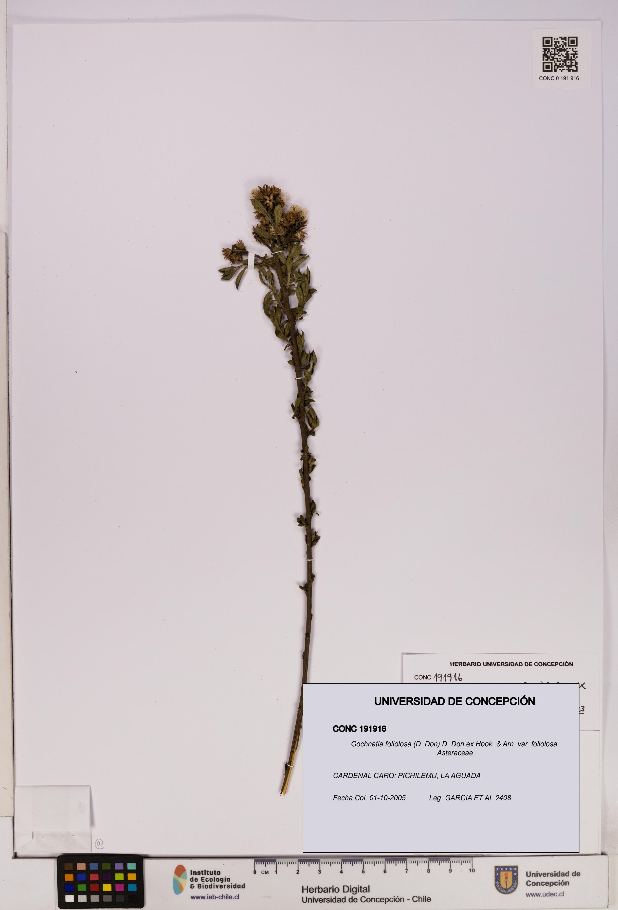 Gochnatia foliolosa var. foliolosa [Espécimen: UDEC:CONC:0191916]