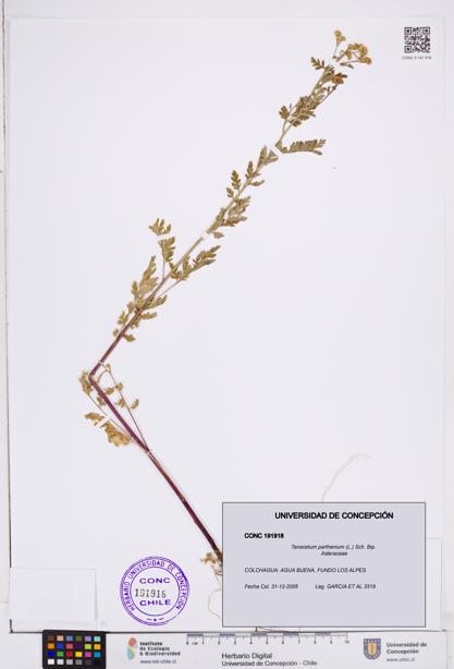 Tanacetum parthenium [Espécimen: ]