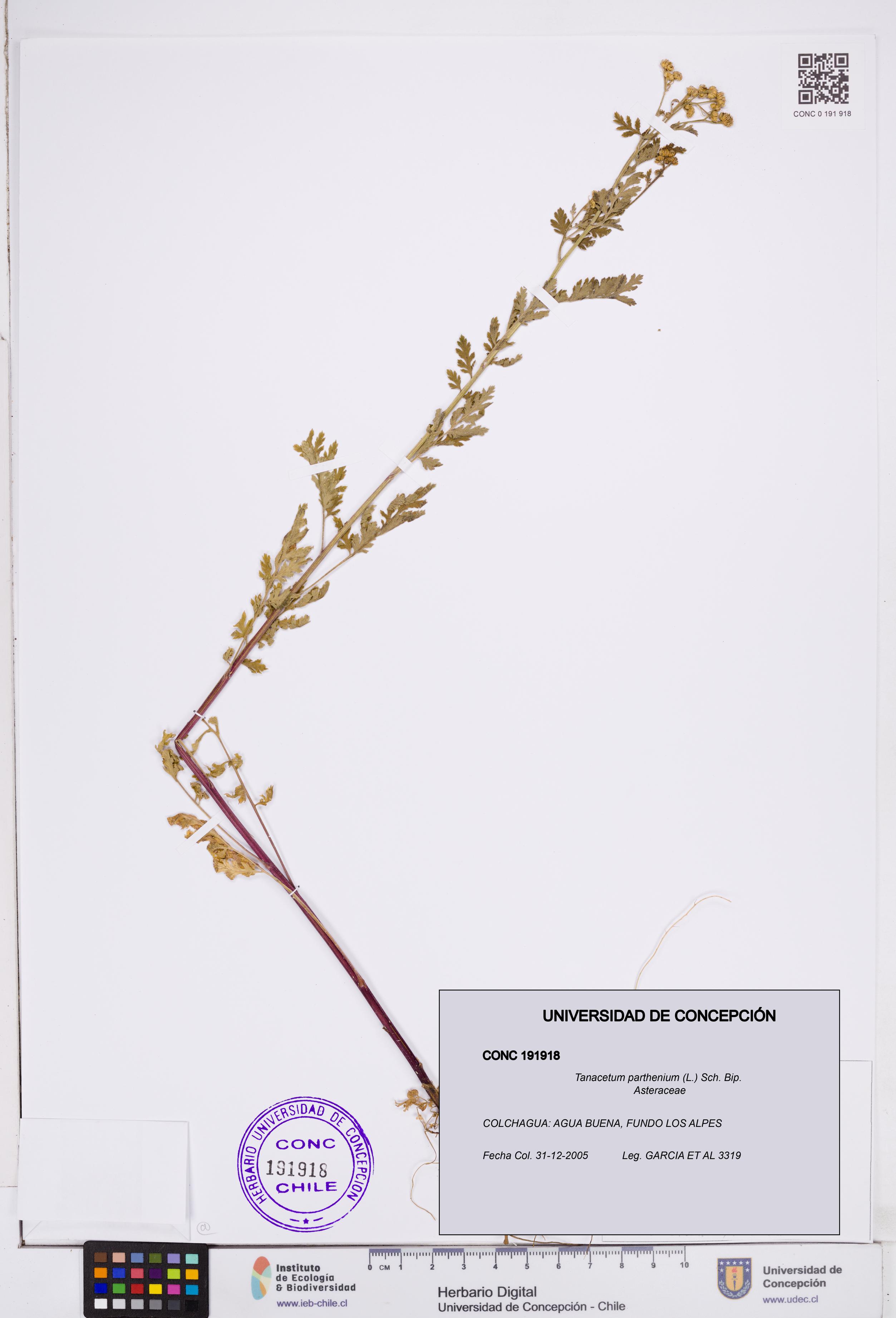 Tanacetum parthenium [Espécimen: ]