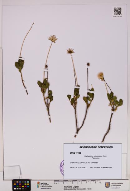 Haplopappus arbutoides [Espécimen: UDEC:CONC:0191922]