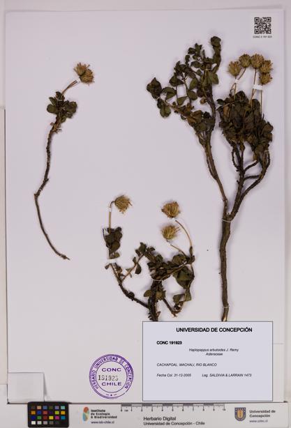 Haplopappus arbutoides [Espécimen: UDEC:CONC:0191923]