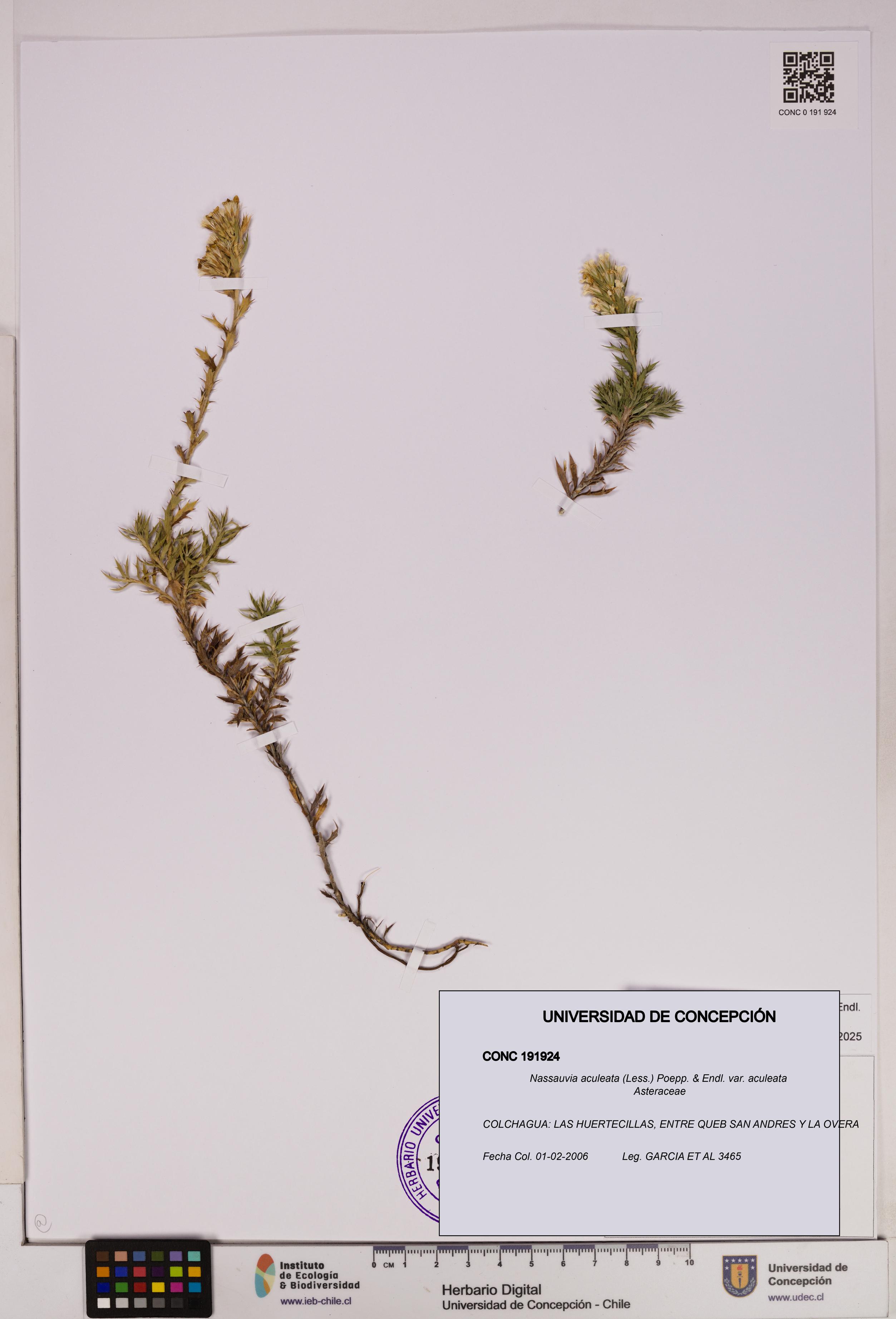 Nassauvia aculeata var. aculeata [Espécimen: UDEC:CONC:0191924]