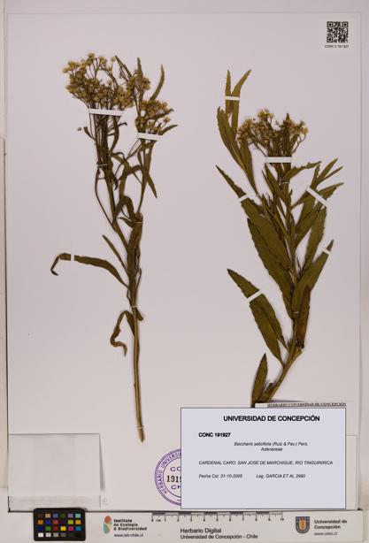 Baccharis salicifolia [Espécimen: UDEC:CONC:0191927]