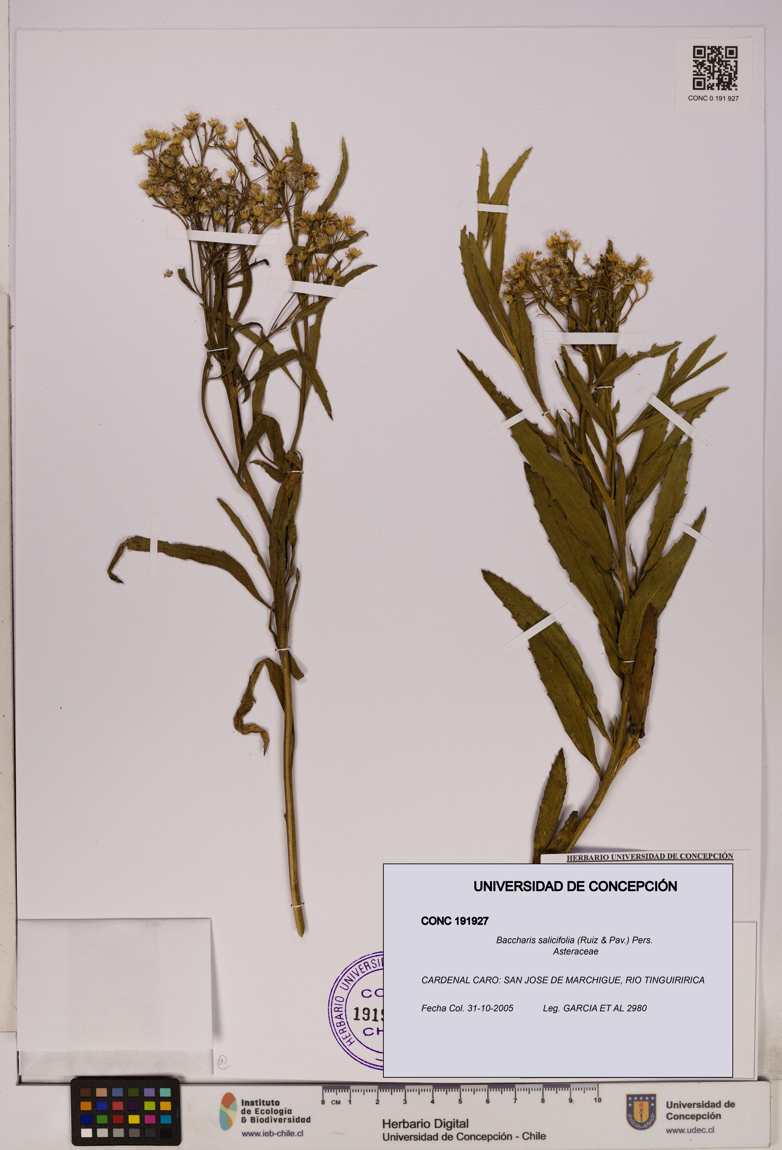 Baccharis salicifolia [Espécimen: UDEC:CONC:0191927]
