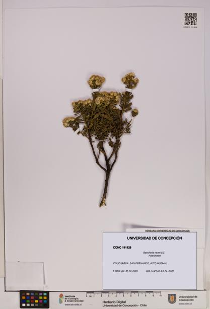 Baccharis neaei [Espécimen: UDEC:CONC:0191928]