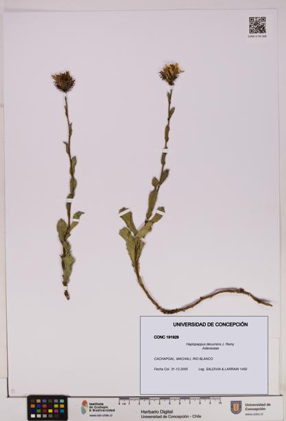 Haplopappus decurrens [Espécimen: UDEC:CONC:0191929]