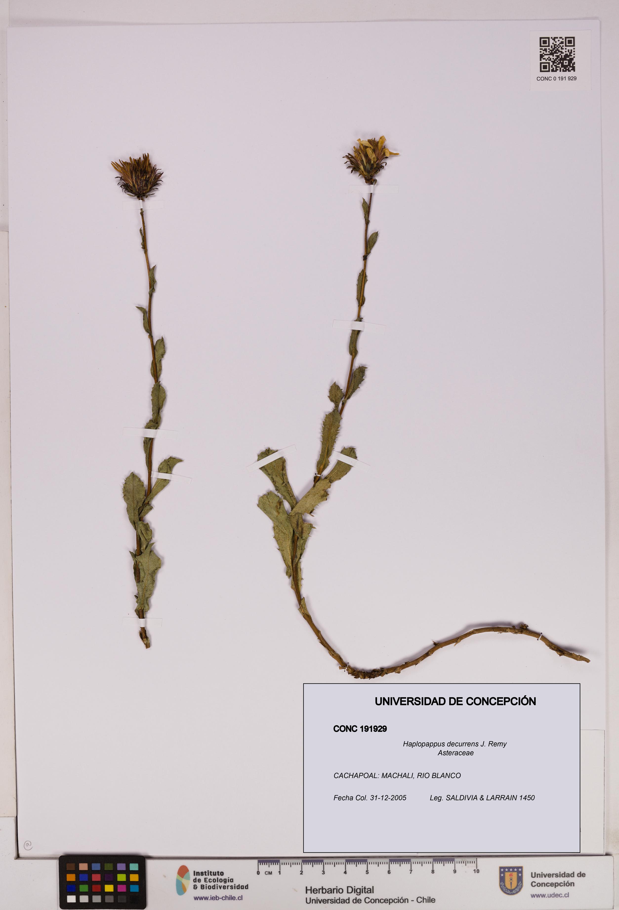 Haplopappus decurrens [Espécimen: UDEC:CONC:0191929]