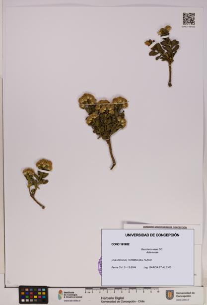 Baccharis neaei [Espécimen: UDEC:CONC:0191932]