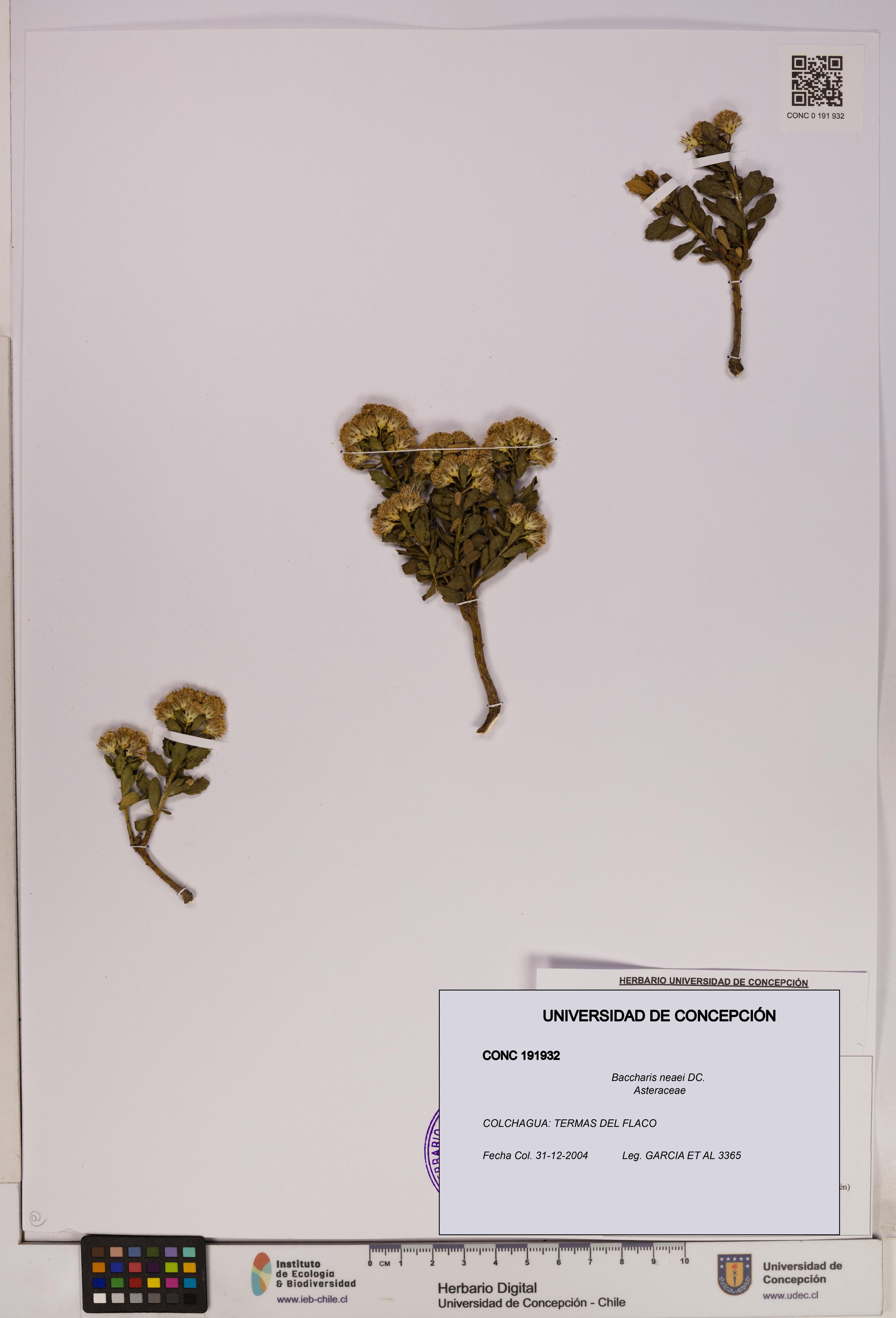 Baccharis neaei [Espécimen: UDEC:CONC:0191932]