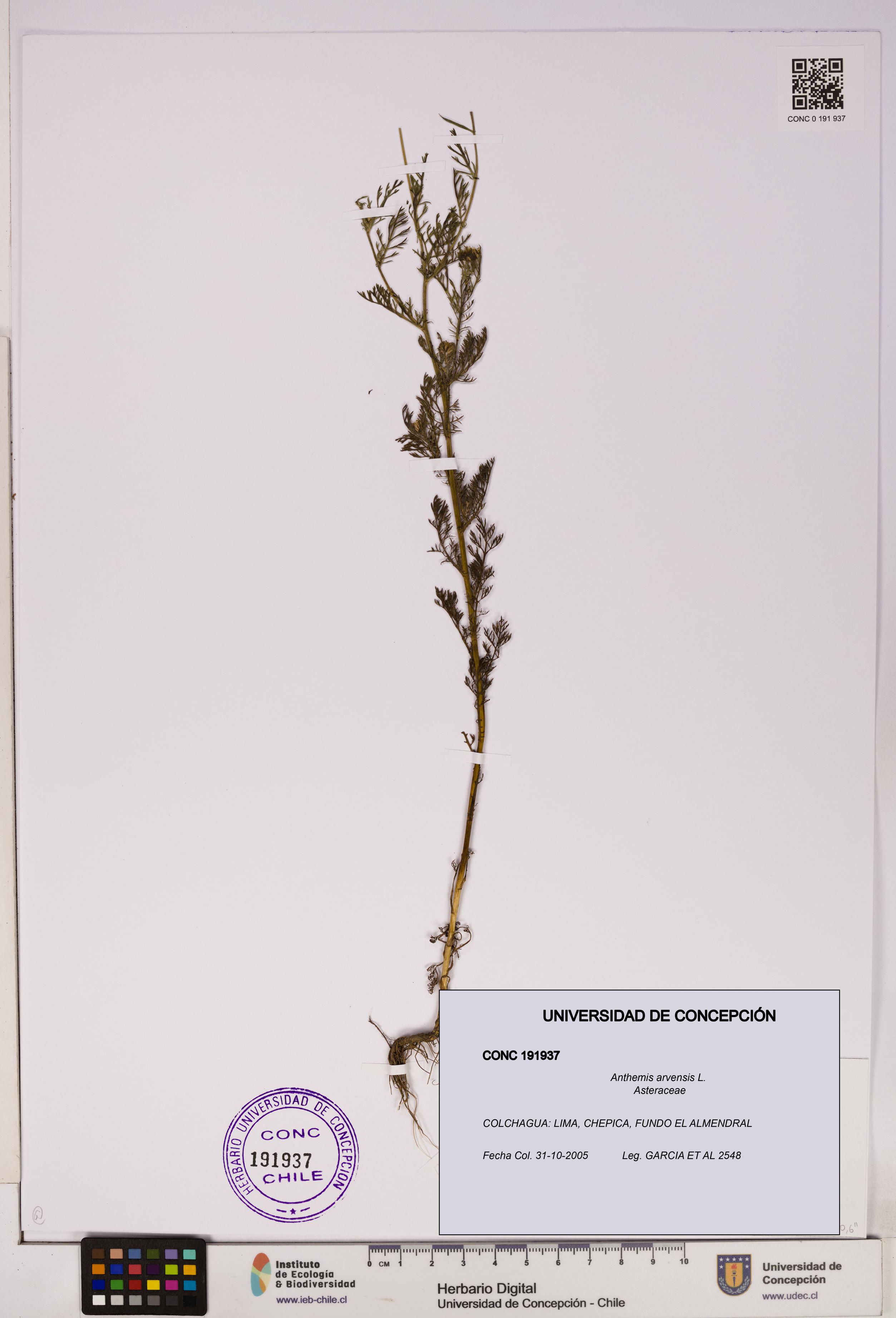 Anthemis arvensis [Espécimen: UDEC:CONC:0191937]