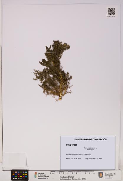 Anthemis arvensis [Espécimen: UDEC:CONC:0191938]