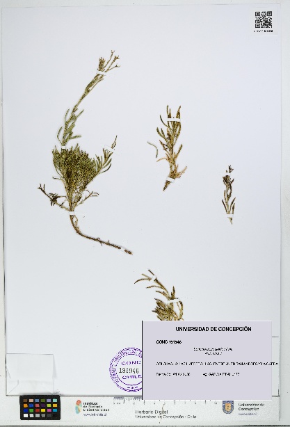 Senecio polygaloides [Espécimen: UDEC:CONC:0191946]