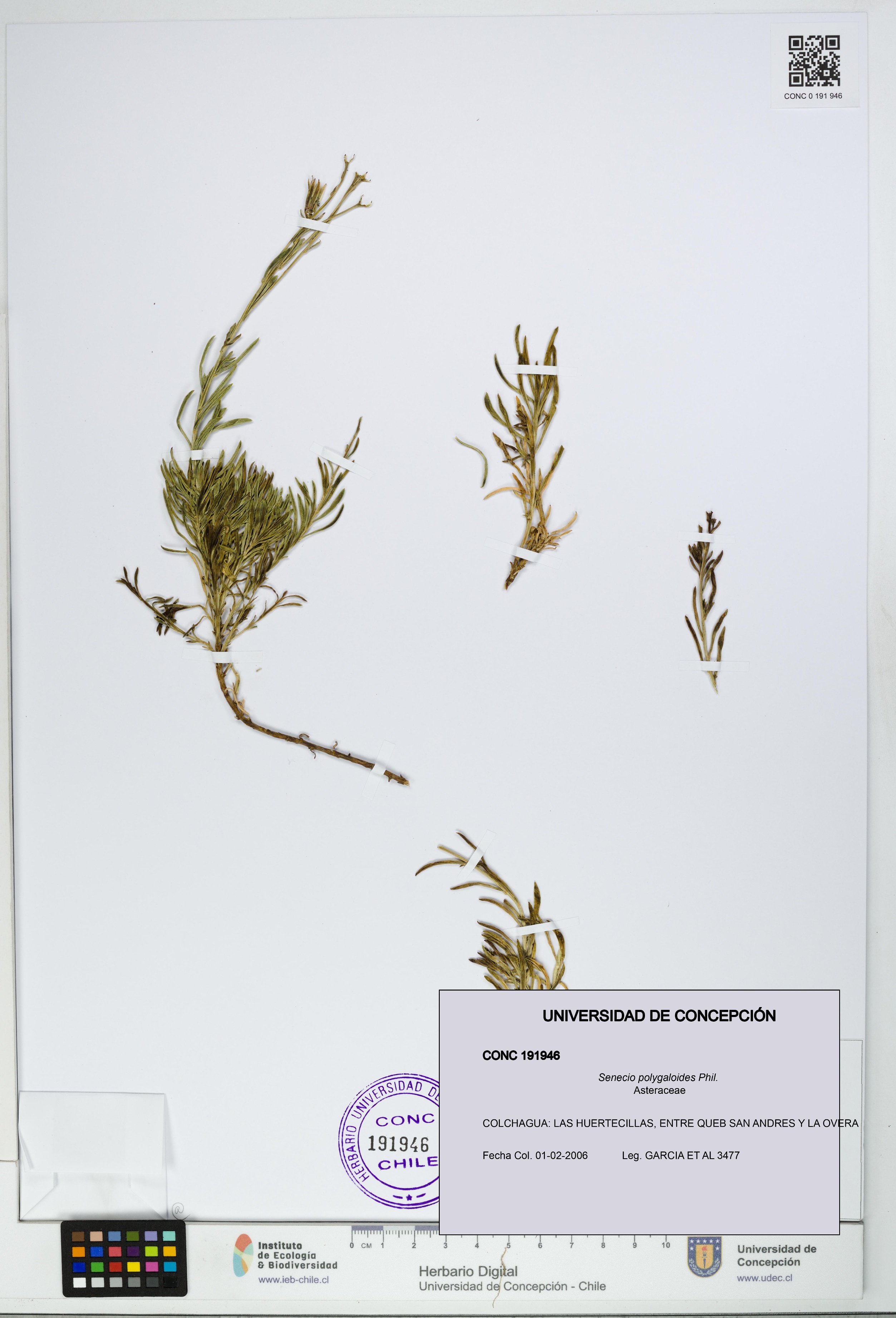 Senecio polygaloides [Espécimen: UDEC:CONC:0191946]