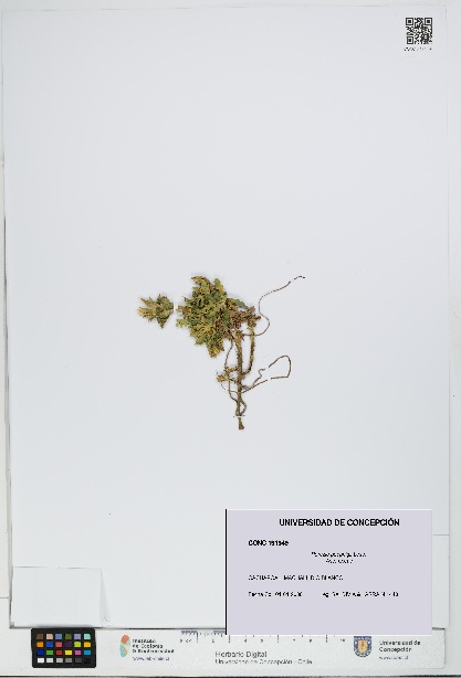 Perezia poeppigii [Espécimen: UDEC:CONC:0191949]