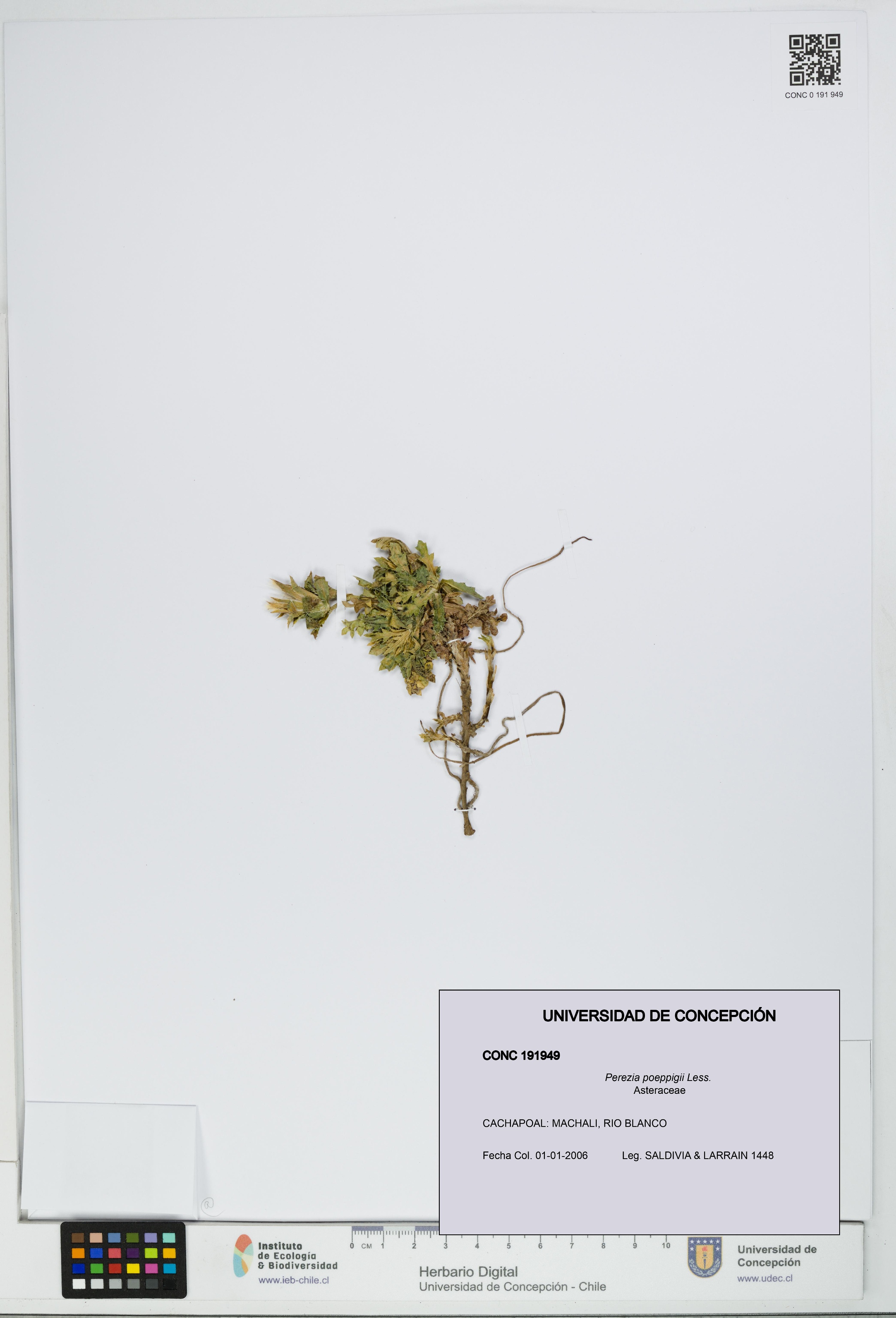 Perezia poeppigii [Espécimen: UDEC:CONC:0191949]