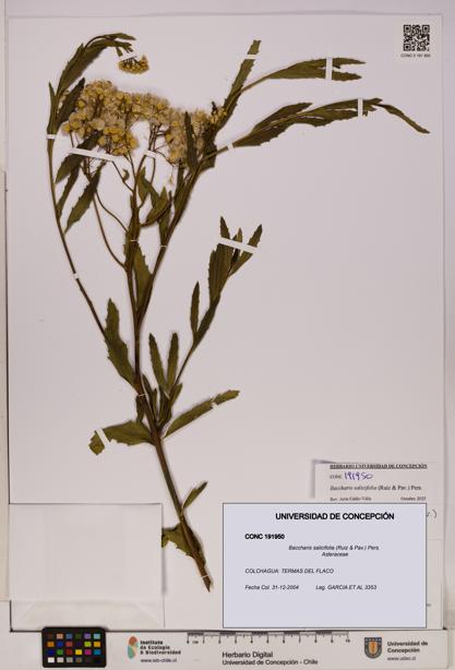 Baccharis salicifolia [Espécimen: UDEC:CONC:0191950]