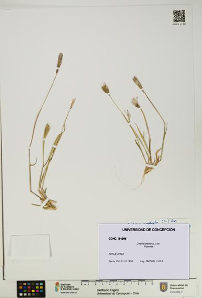 Chloris radiata [Espécimen: UDEC:CONC:0191956]
