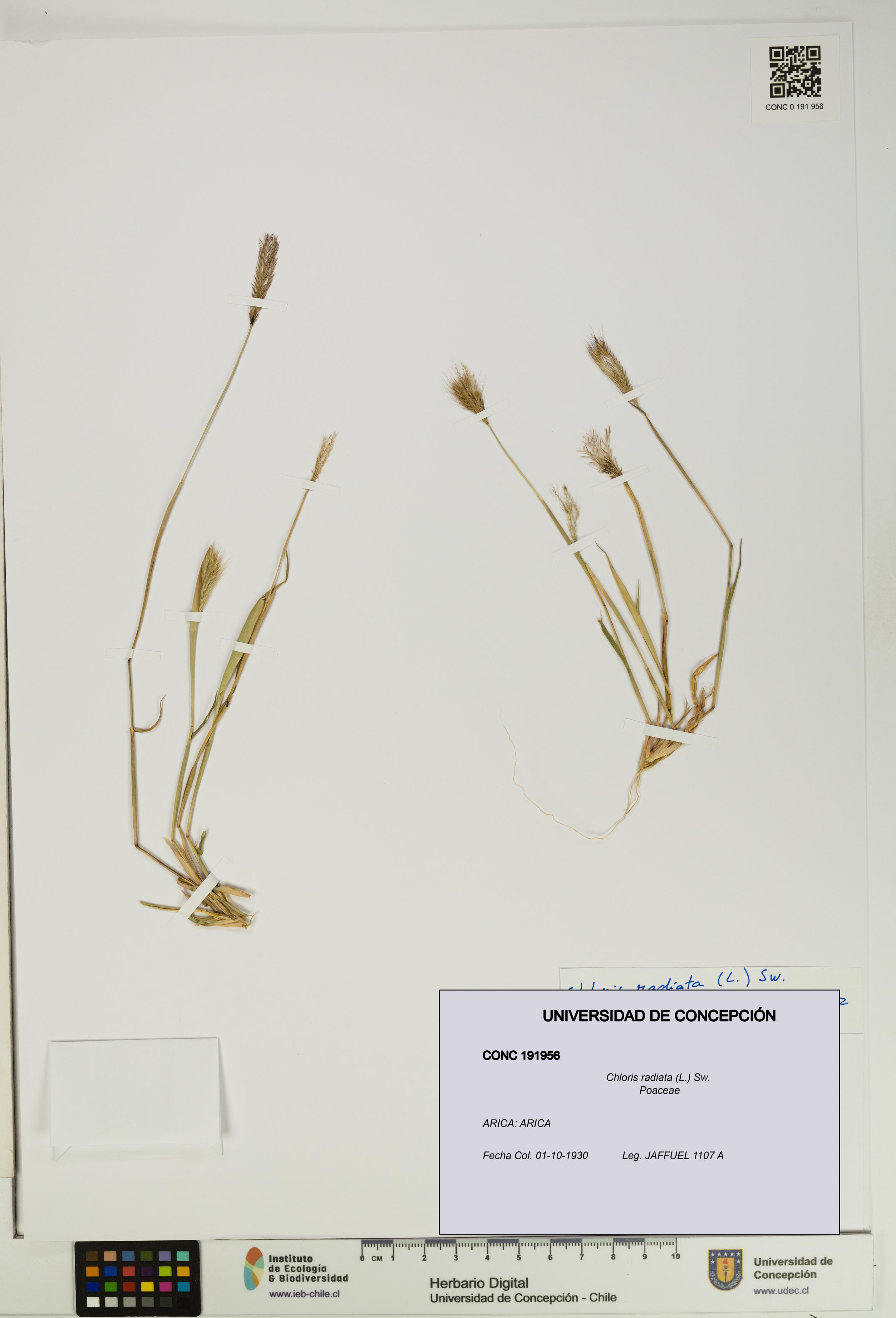 Chloris radiata [Espécimen: UDEC:CONC:0191956]
