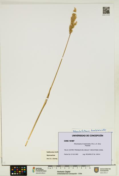 Rhombolytrum koelerioides [Espécimen: UDEC:CONC:0191957]