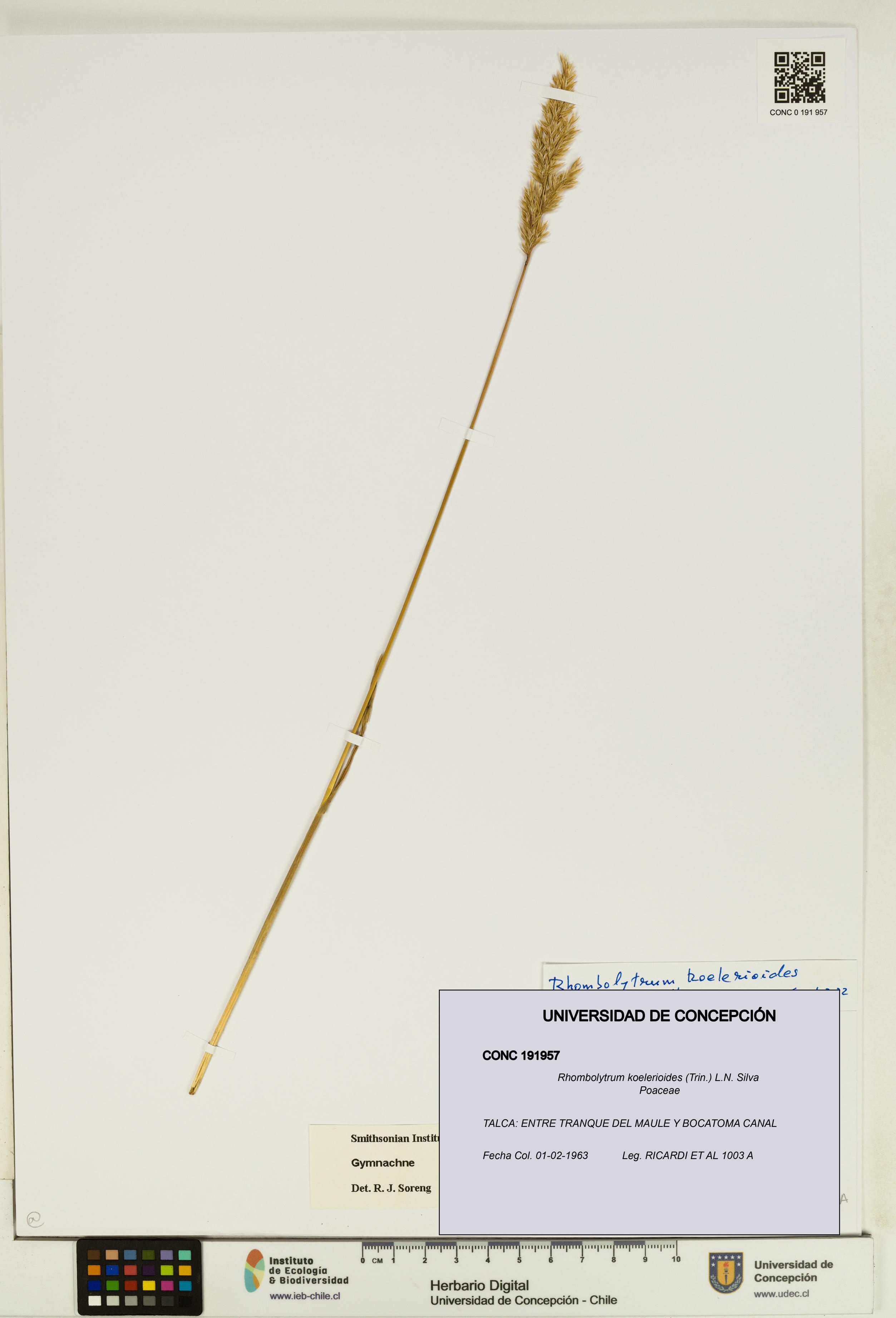 Rhombolytrum koelerioides [Espécimen: UDEC:CONC:0191957]