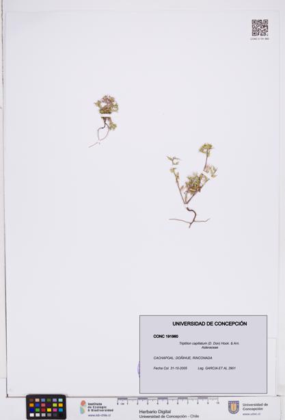 Triptilion capillatum [Espécimen: ]