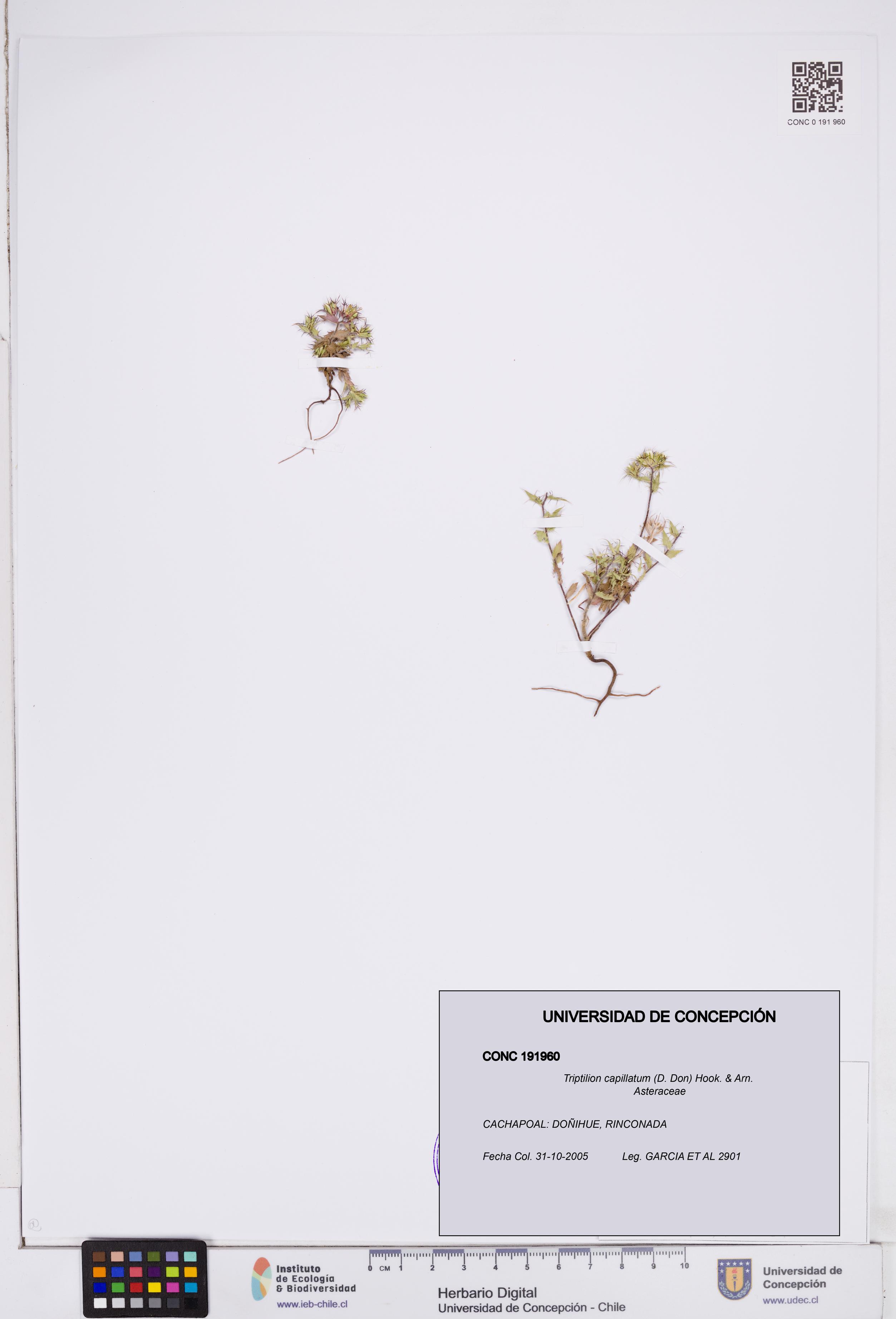 Triptilion capillatum [Espécimen: ]