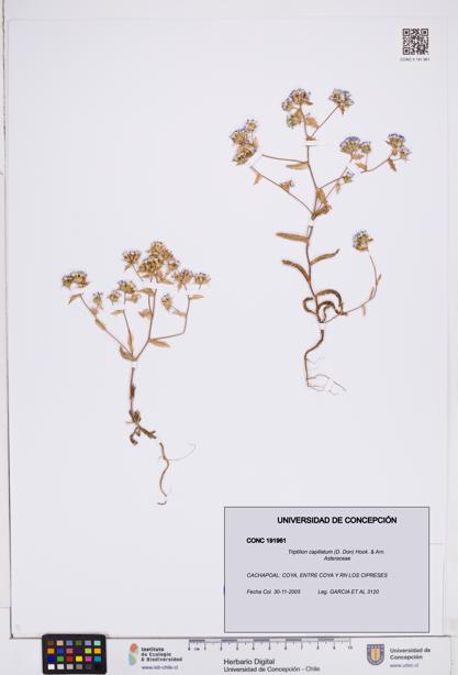Triptilion capillatum [Espécimen: ]